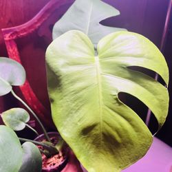 Monstera Lemon lime