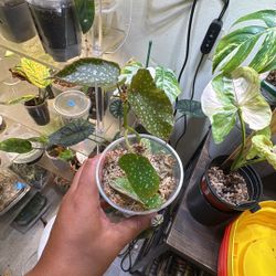 Plants 