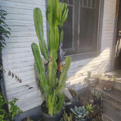 Euphoria Brancher Cactus Succulent Plant