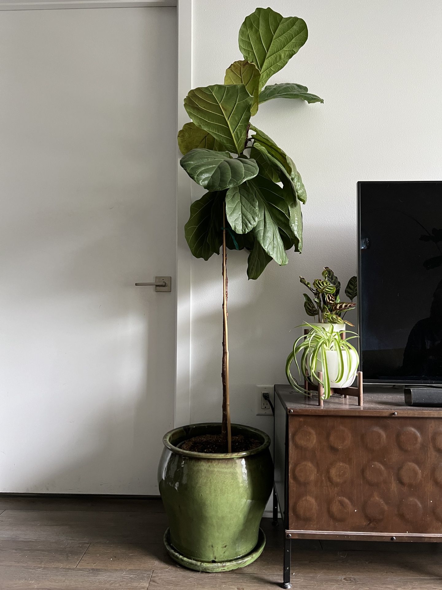 Large Green  Ceramic Pot with Fiddle Fig Tree