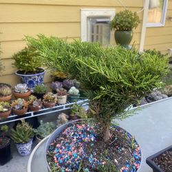 Potted Plant