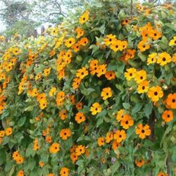 Thunbergia Climbing Plant 