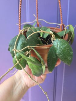 Hoya Caudata Sumatra