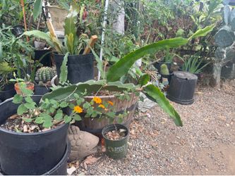 Dragon fruit plant with orange flower vine plant