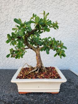 Bonsai Vietnamese Blue Bell