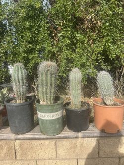 Saguaro Cactus 🌵