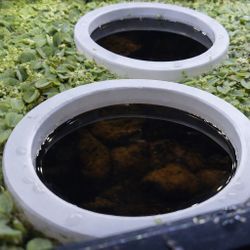 Aquarium Feeding Ring