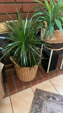Dracena With Basket