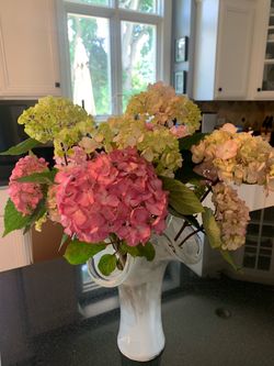 Hydrangea ( Endless summer)