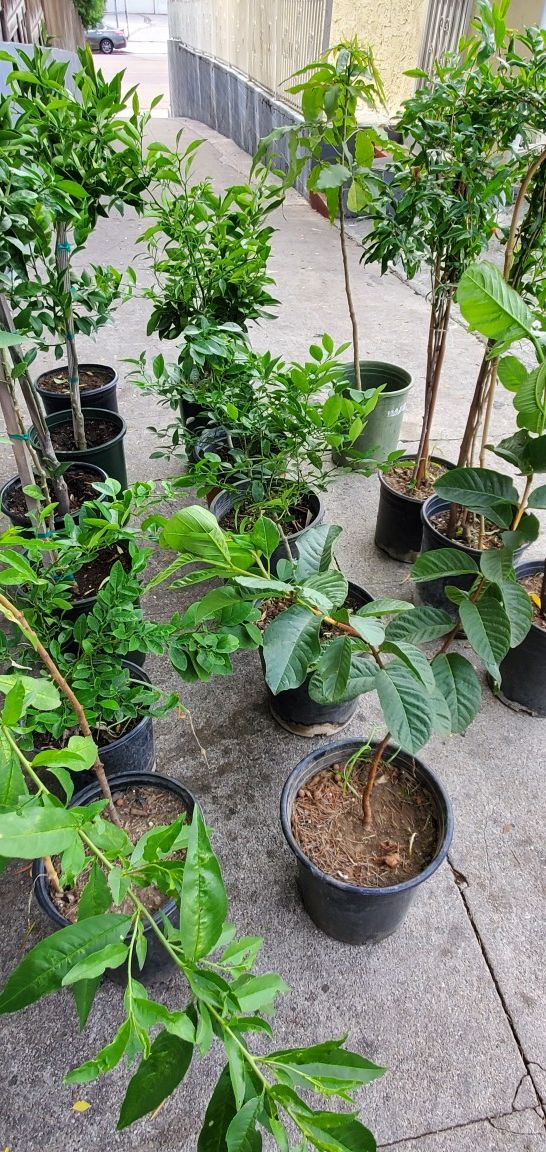 Árboles frutales en venta fruit trees for sale for Sale in ...