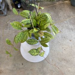Mature HOYA CALLISTOPHYLLA