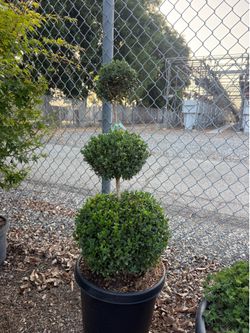 Boxwood tiers