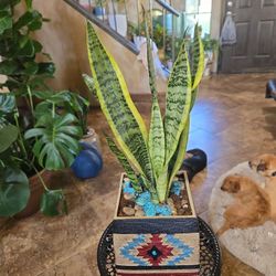 One Ft 8in Tall Sansevieria Snake Plants  In Cool 6in Ceramic Pot With Stones