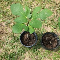 5 Celeste fig plants 10 $ each