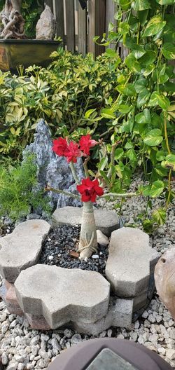 Rose Dessert 
