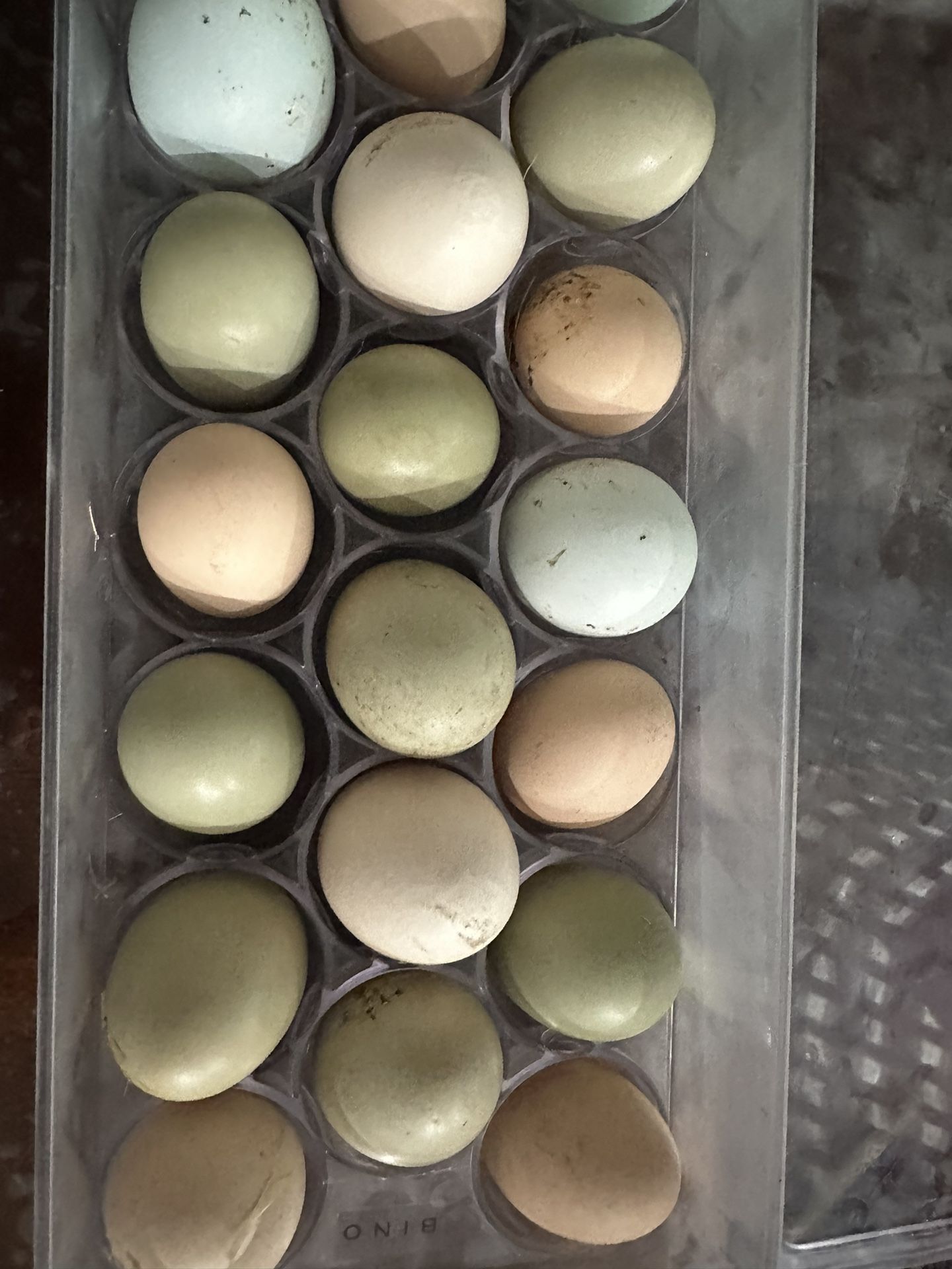 Fresh Eggs
