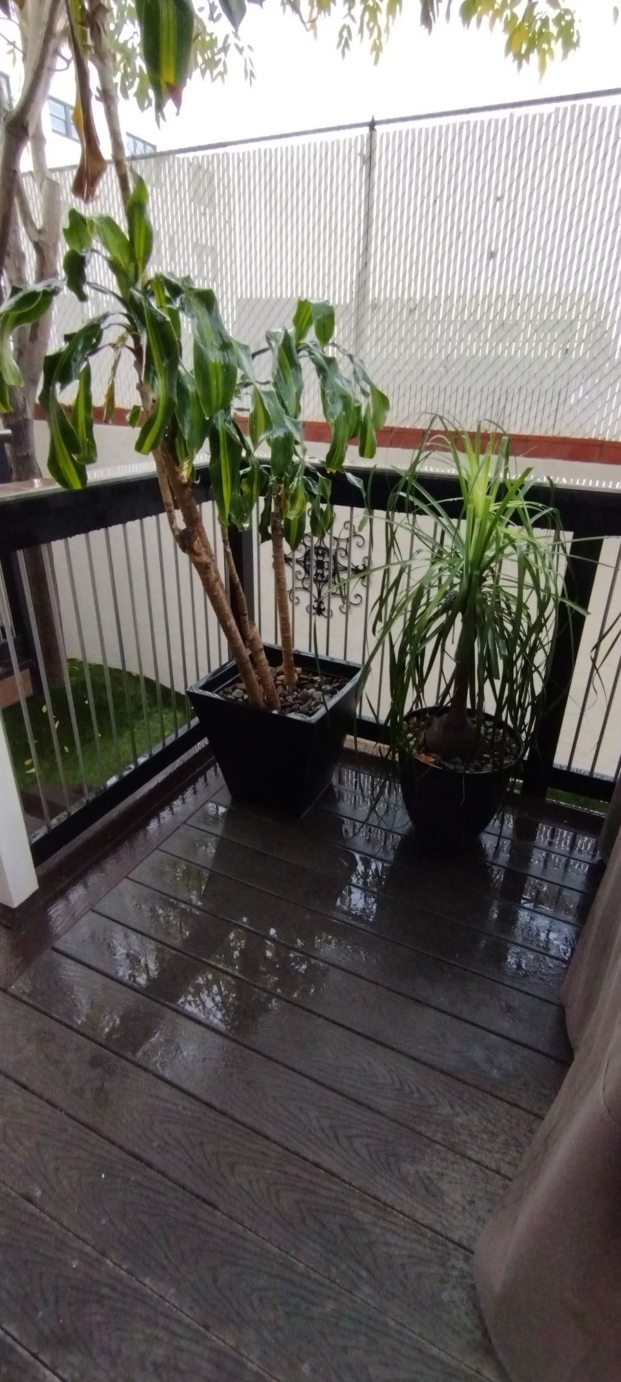 Large, Mature Outdoor Plants