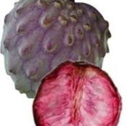 Grafted Red Geffner, Illama, PPC Atemoya 