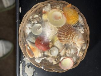 Assortment Of Different Sea Shells