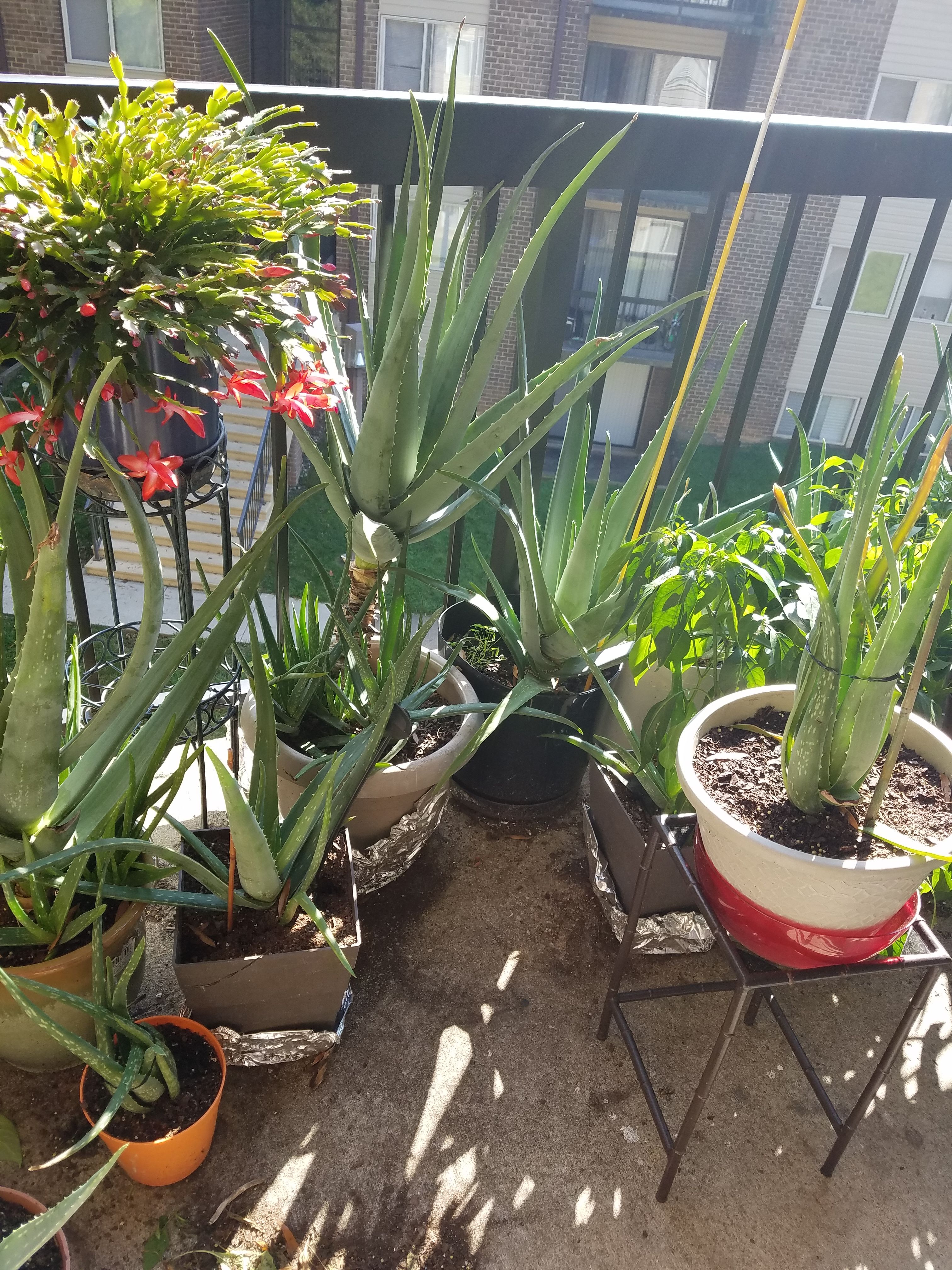 Aloe vera for sale