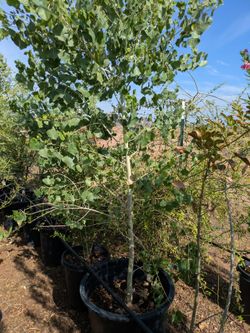 $150 cottonwood tree that is pictured