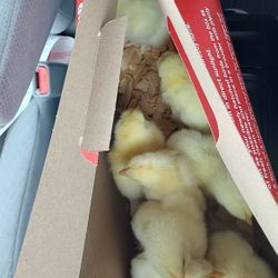 Cornish Chick
