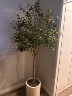 Olive Tree