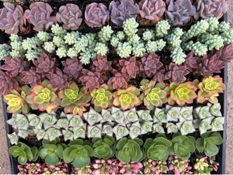 2” Succulent Party Favors