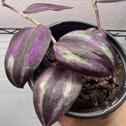 Red/purple Tradescantia Zebrina Shiny With Free Gift