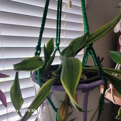 **pending** Houseplant sale