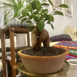 Plant Designs In Planter Pots - Unique And Healthy Plants Trees Succulents Cacti in Pots
