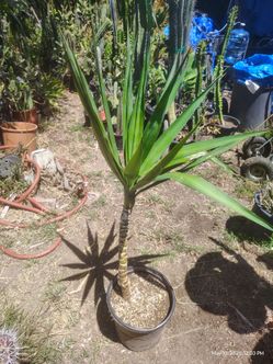 Yucca tree plant
