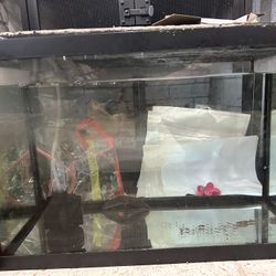 Fish Tank 