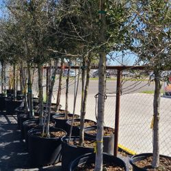 Arboles De Encinos 30gallon 9 Ft Tall 