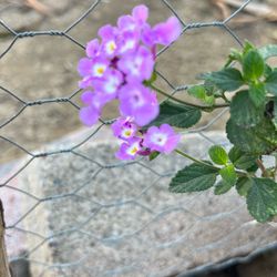 Lantana Plant 