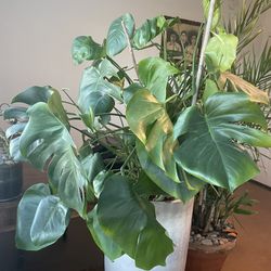 Healthy Indoor Plant 