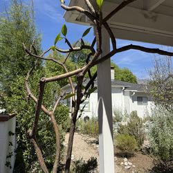 Plumeria 8.5 feet tall