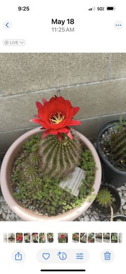 Cattus Rojo 15 Cada Uno  La Primera Es De La Mamá 