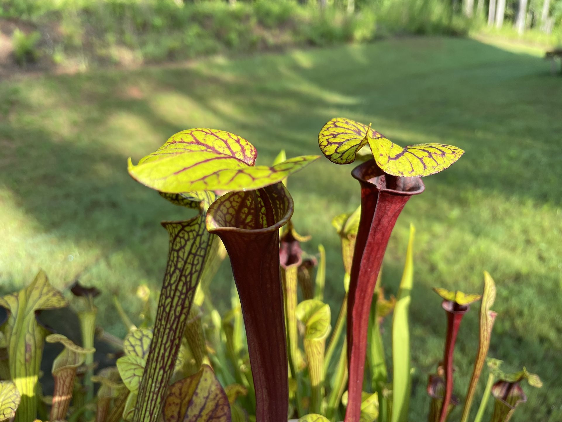 Carnivorous Plants