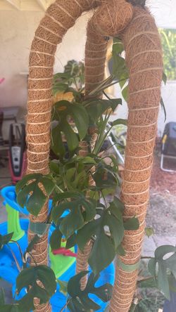 Mini monstera with coco poles and pot