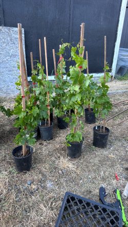 Grape vines
