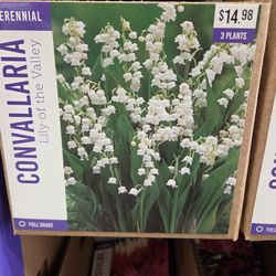 Garden Plant Lily of the Valley