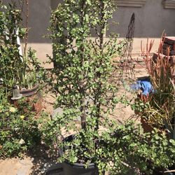 $12 Elephant ear jade plant