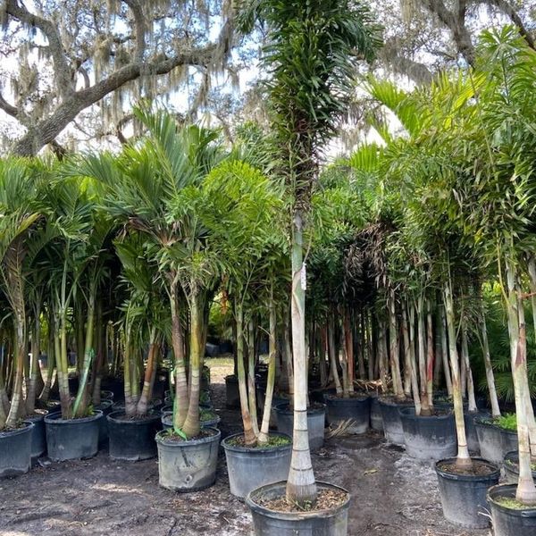 Foxtail Palms Delivered And Planted 175 for Sale in Winter Park, FL