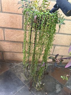 String of pearls succulents