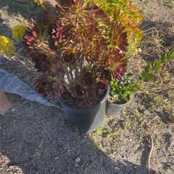 Black Rose Aeonium