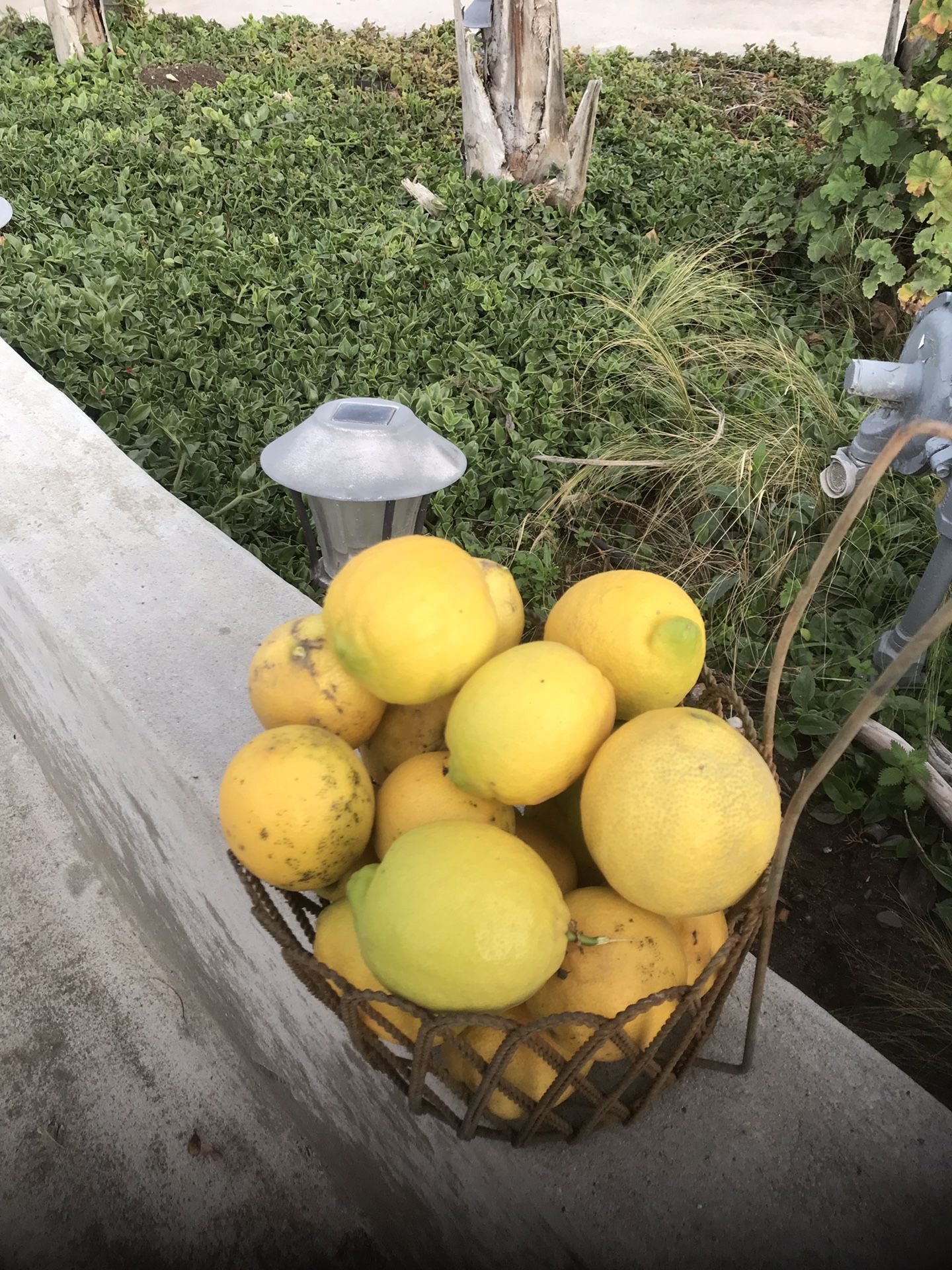 Trade Juice Lemons. Pomegranate, plants or ETC.