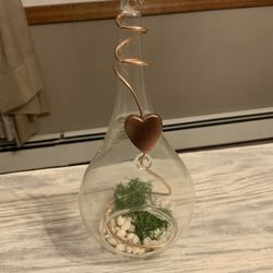 Air Plant Hanging Holder