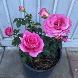 Rose Bush Plant, In 5 Gallons Pot Pick Up Only