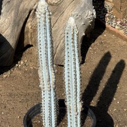 Cactus Plant (Woolly Blue Spires)